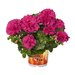Ампельная плющелистная пеларгония (герань) Great Balls of Fire Violet Blue